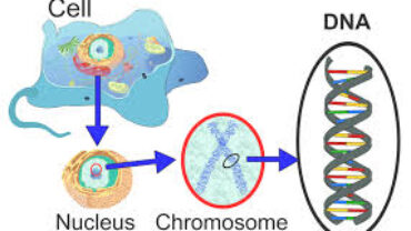 Autogenesis model