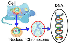 Autogenesis model