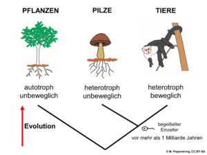 Autotroph