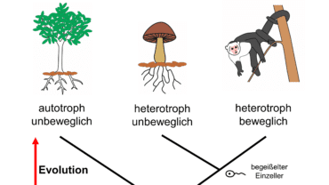 Autotroph