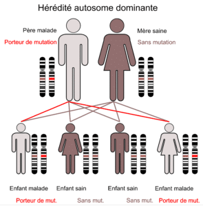 Autosome