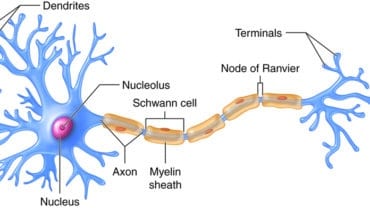 axon