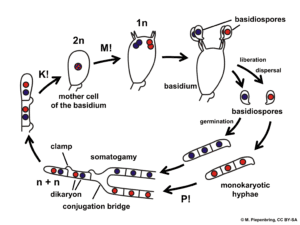 basidium