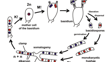 basidium