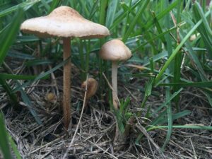 basidiomycetes