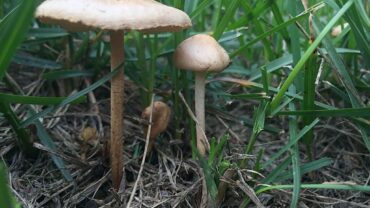 basidiomycetes