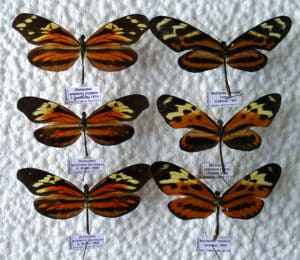 Batesian mimicry