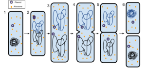 binary fission