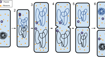 binary fission