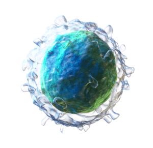 B cell