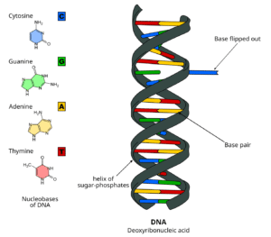 base-pair substitution