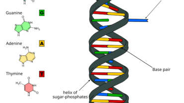 base-pair substitution