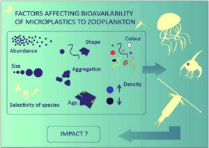 Bioavailability