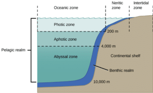 benthic zone