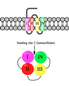 binding site