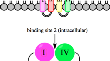 binding site