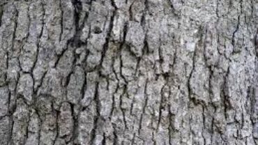 bark