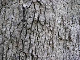 bark 